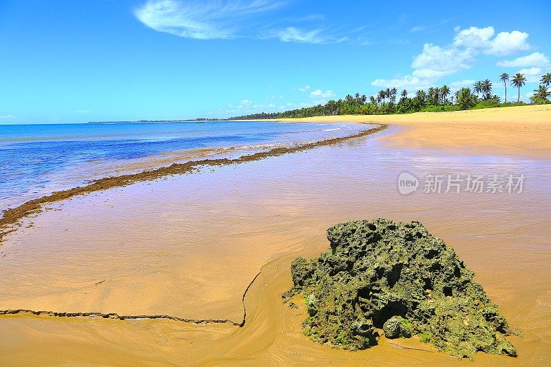 热带天堂:Praia do Forte明亮半透明的海滩，巴伊亚，巴西